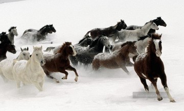 Tier Werke - Laufpferde auf Schnee